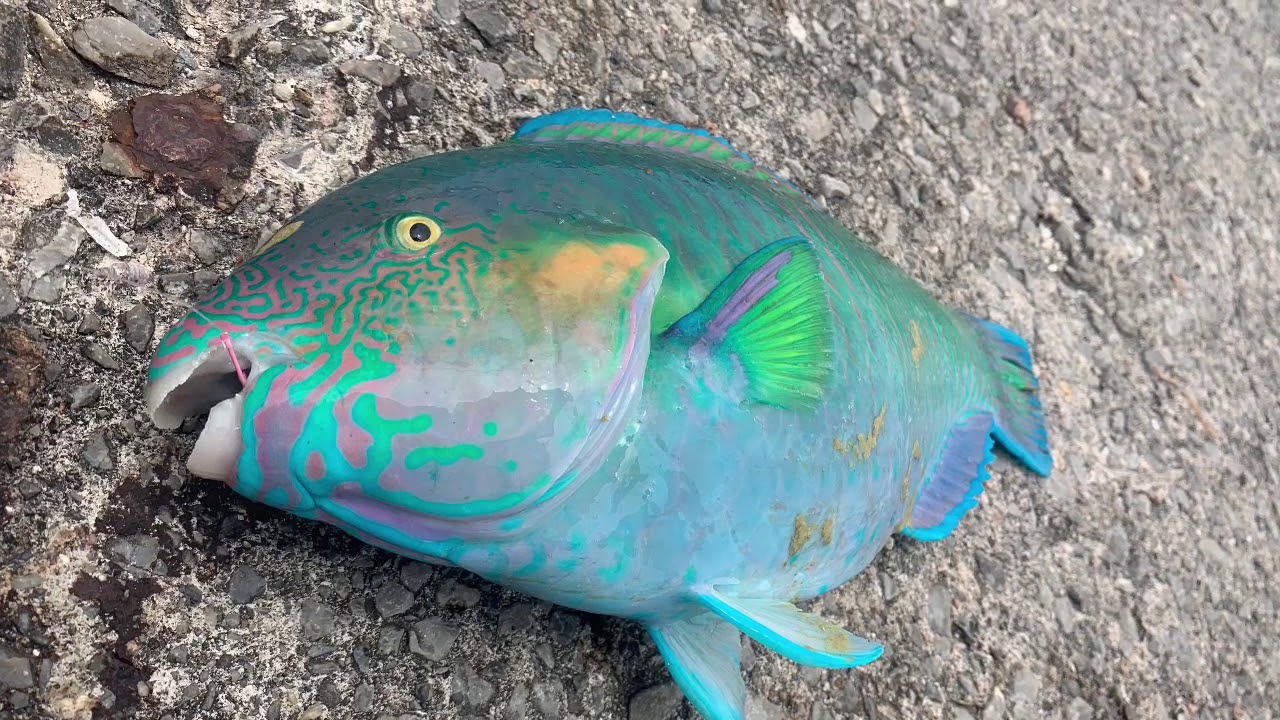沖縄 釣り 海野漁港でフカセ釣りしたよ！