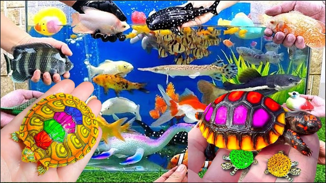 Collection of Cute Animals,cute glofish,sumatran fish,dragon fish,red devil fish,synodontis fish