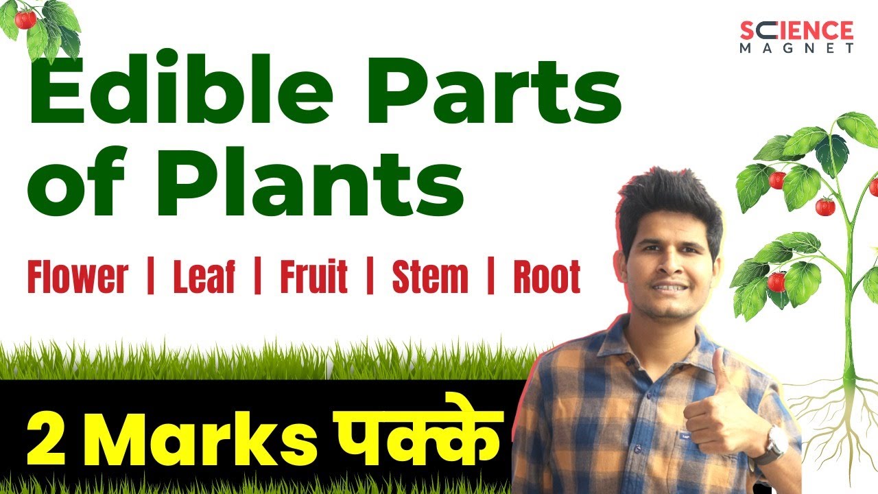 Editable Parts of Plants (पौधों के खाद्य भाग) | Flower, Leaf, Fruit, Stem, Root #neerajsir #plants