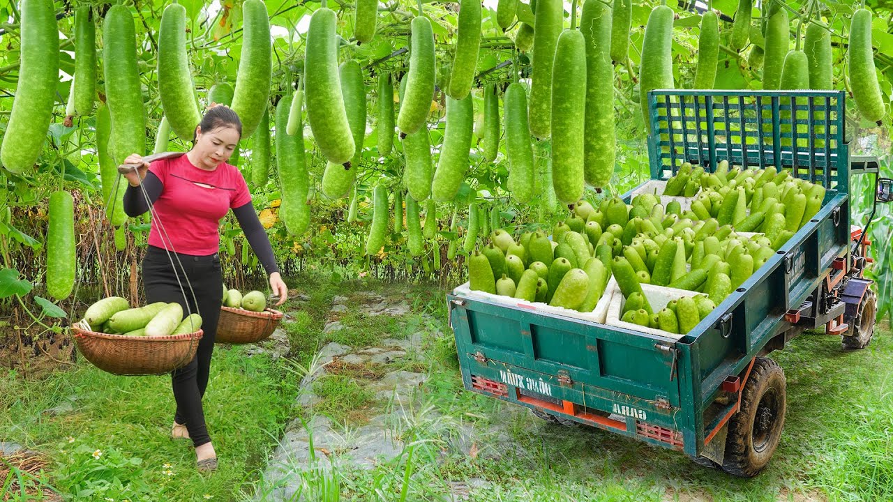 Use Truck To Harvesting Many Gourds From Villager Goes To Countryside Market Sell | Daily Farm