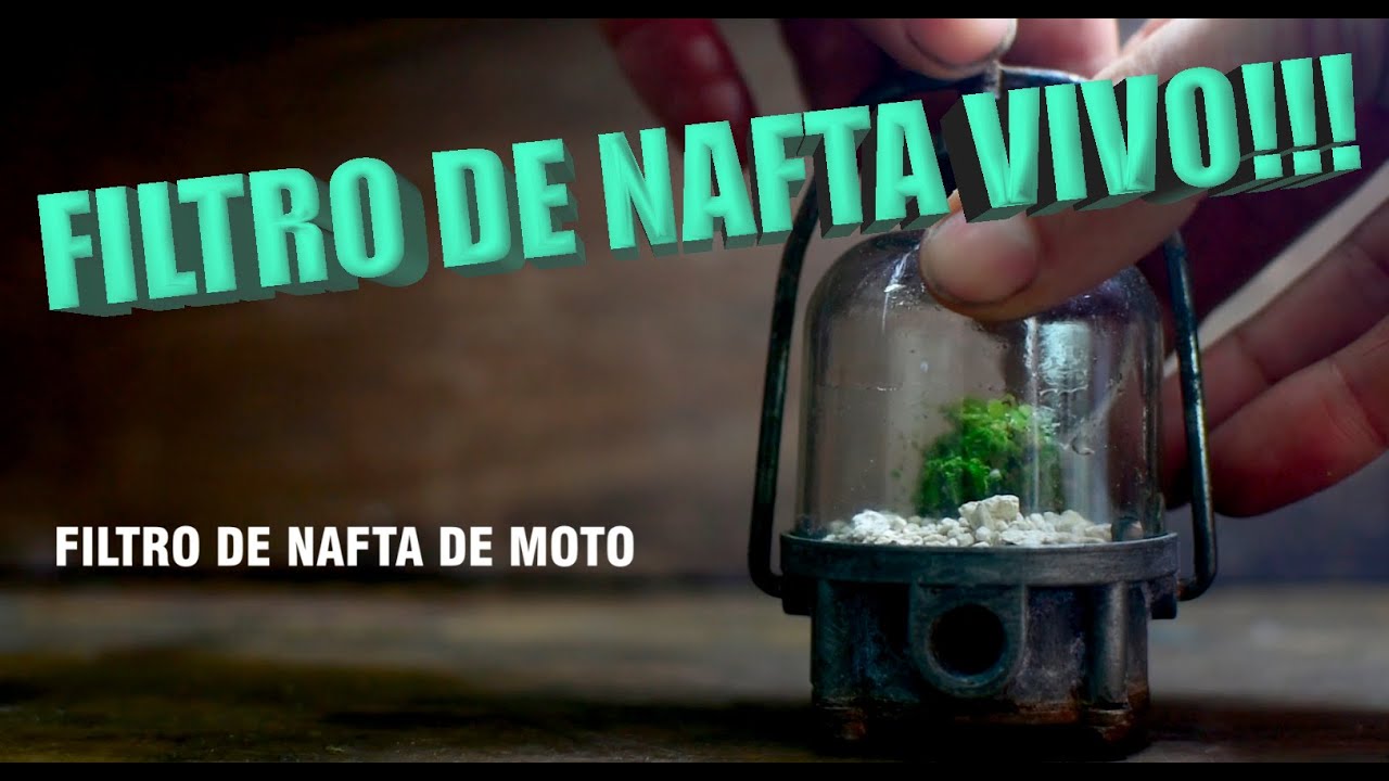 FILTRO DE NAFTA VIVO!!! peque&ntilde;o musgario encapsulado..