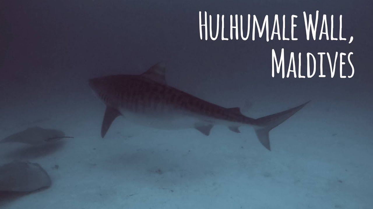 HUNGRY SHARKS of Hulhumale Wall in Maldives - Maldives Aggressor - 4K 🎵 Chambord