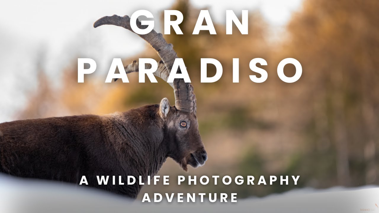 Gran Paradiso; a Wildlife Photography Adventure