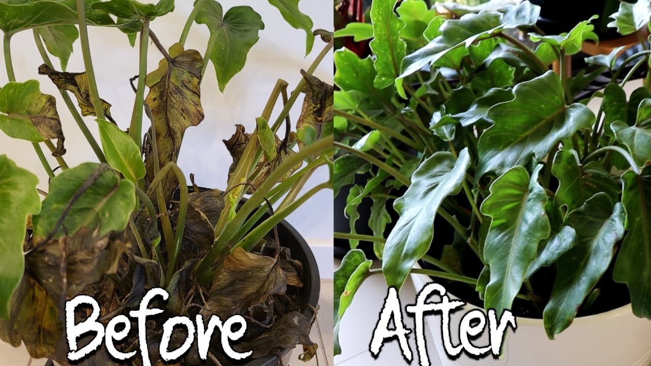 How to revive dying Philodendron step by step