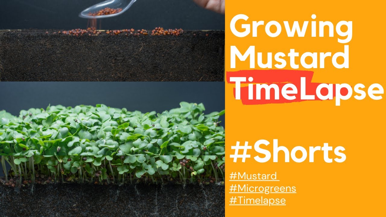 Growing Mustard Time Lapse - Seed To Plant 07 Days #shorts