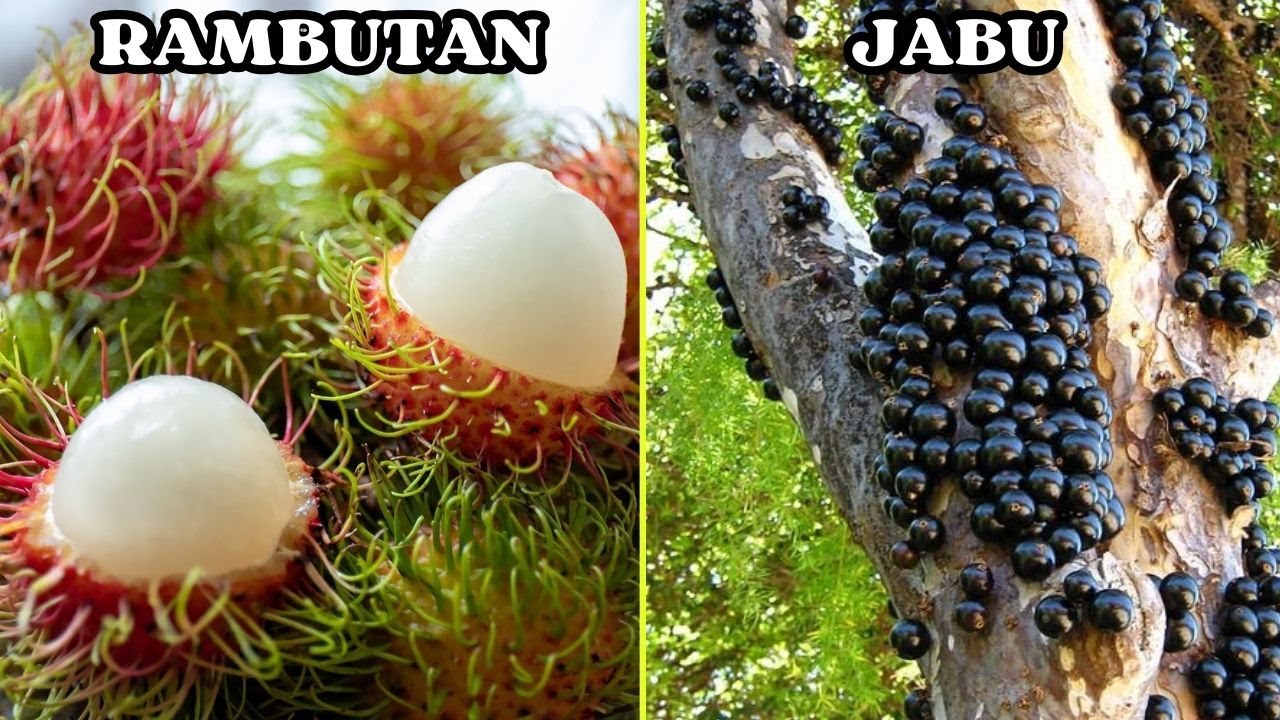 ¡INCREÍBLE! 20 Frutas Raras que nunca IMAGINASTE