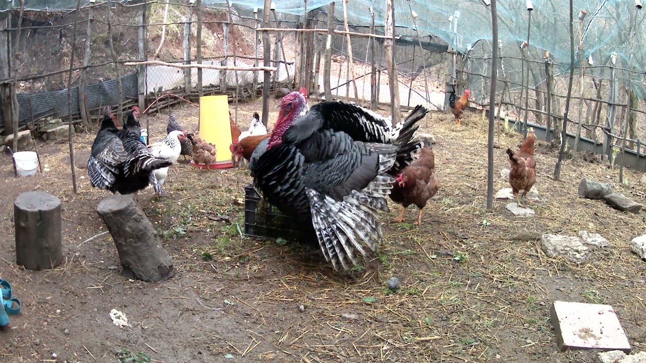 Turkey mating