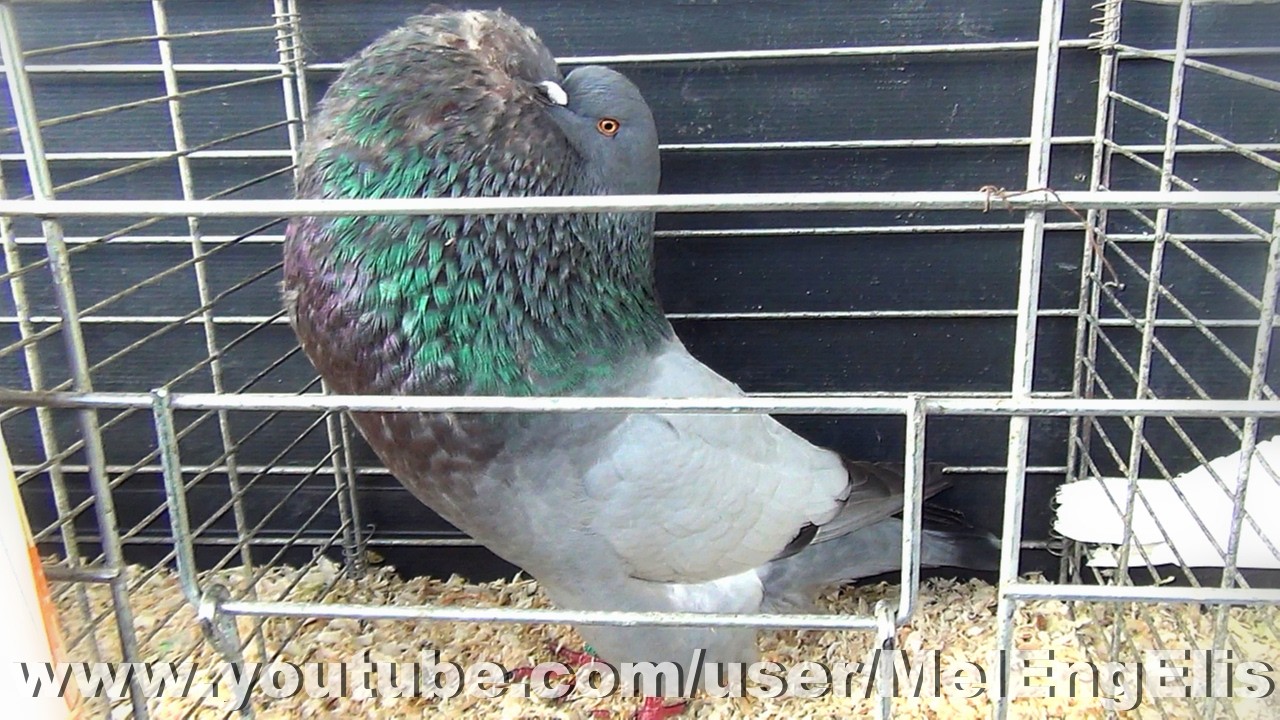Pigeon Boulant de Hesse bleu sans barres - Exposition Avicole de Pecquencourt 2026