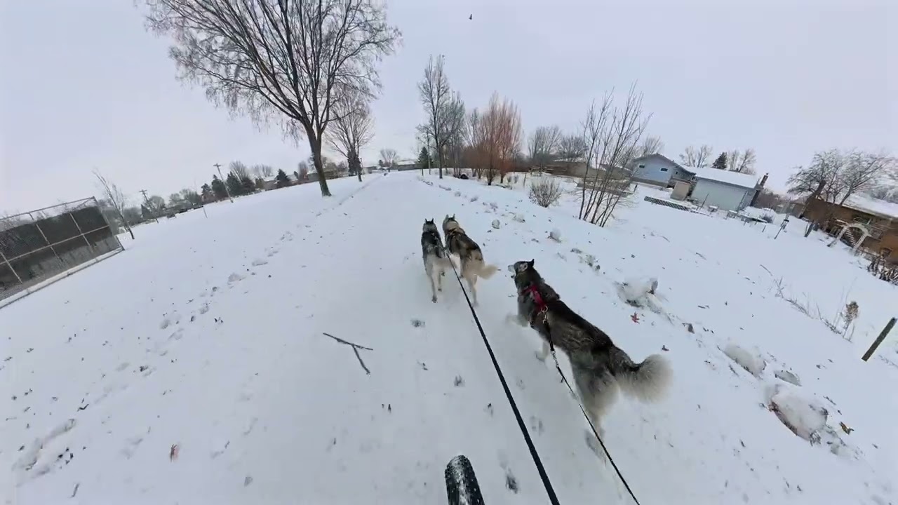 Снег, скорость и велопрогулки с хаски: лучший способ завершить 2025 год 🐺 🐾 🚲 🥳 