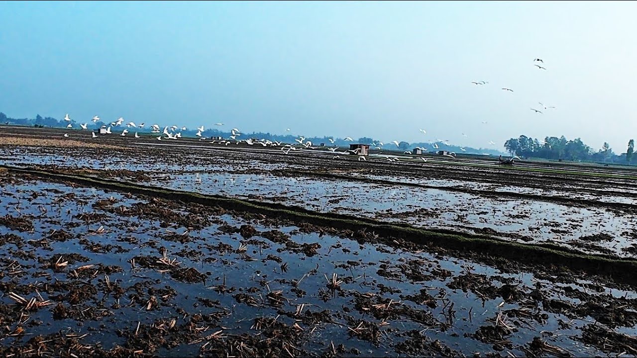জমিতে সাদা বক দেখে প্রাণ জুড়িয়ে গেল || Dibanishi Protidin