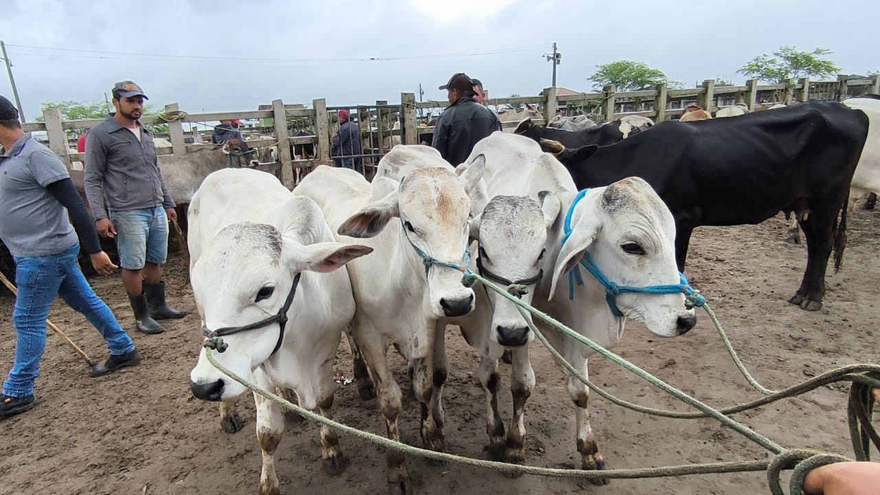 FEIRA DO GADO DE CAMPINA GRANDE-PB 01/10/2025