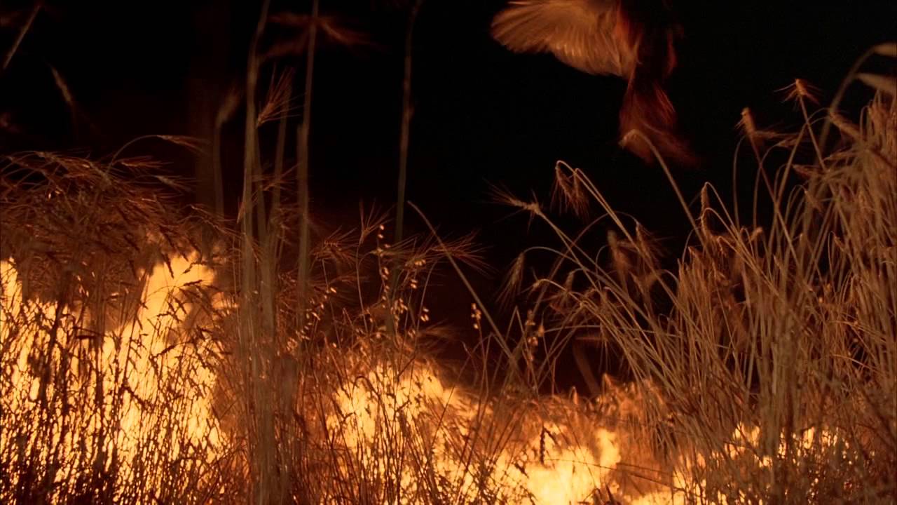 Days of Heaven &mdash; Locusts Swarm