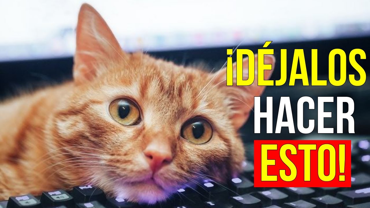 ¿Tu gato hace esto? No lo detengas, significa algo hermoso