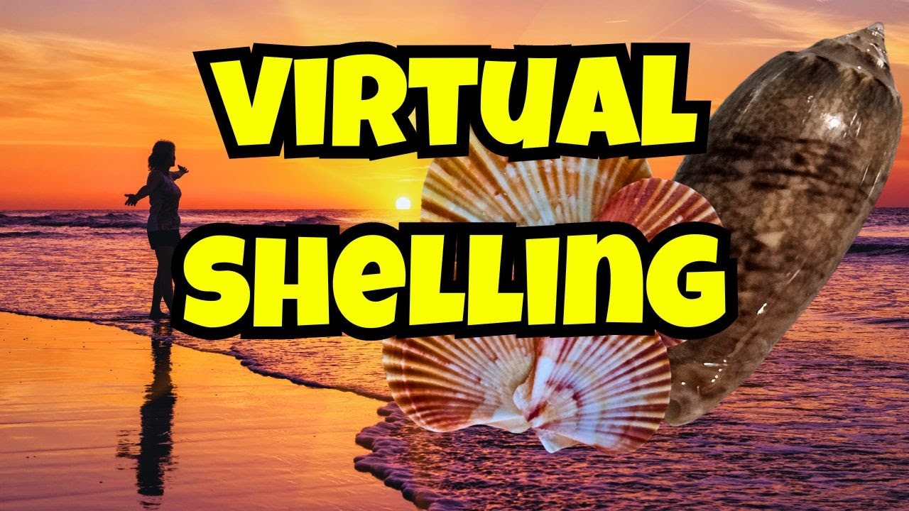 Warm Weather Dreams: Virtual Shelling on Navarre Beach