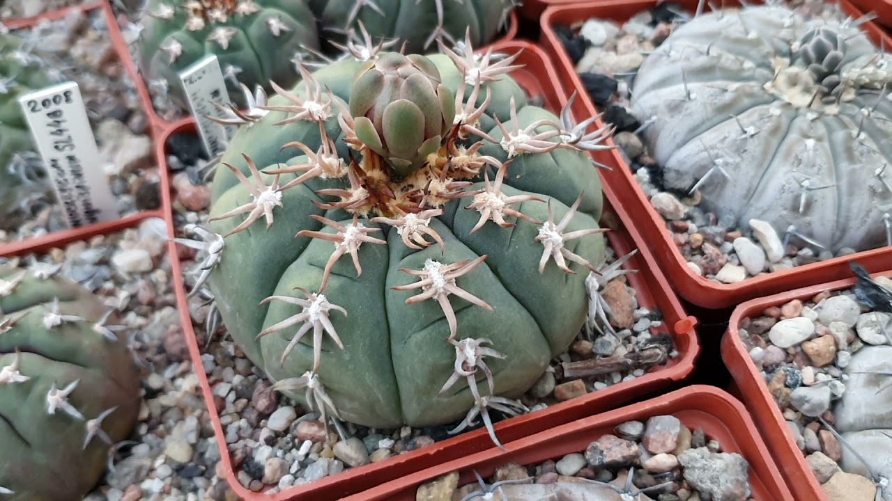 Кактусы. Gymnocalycium Дмитрия Самогородского 2021