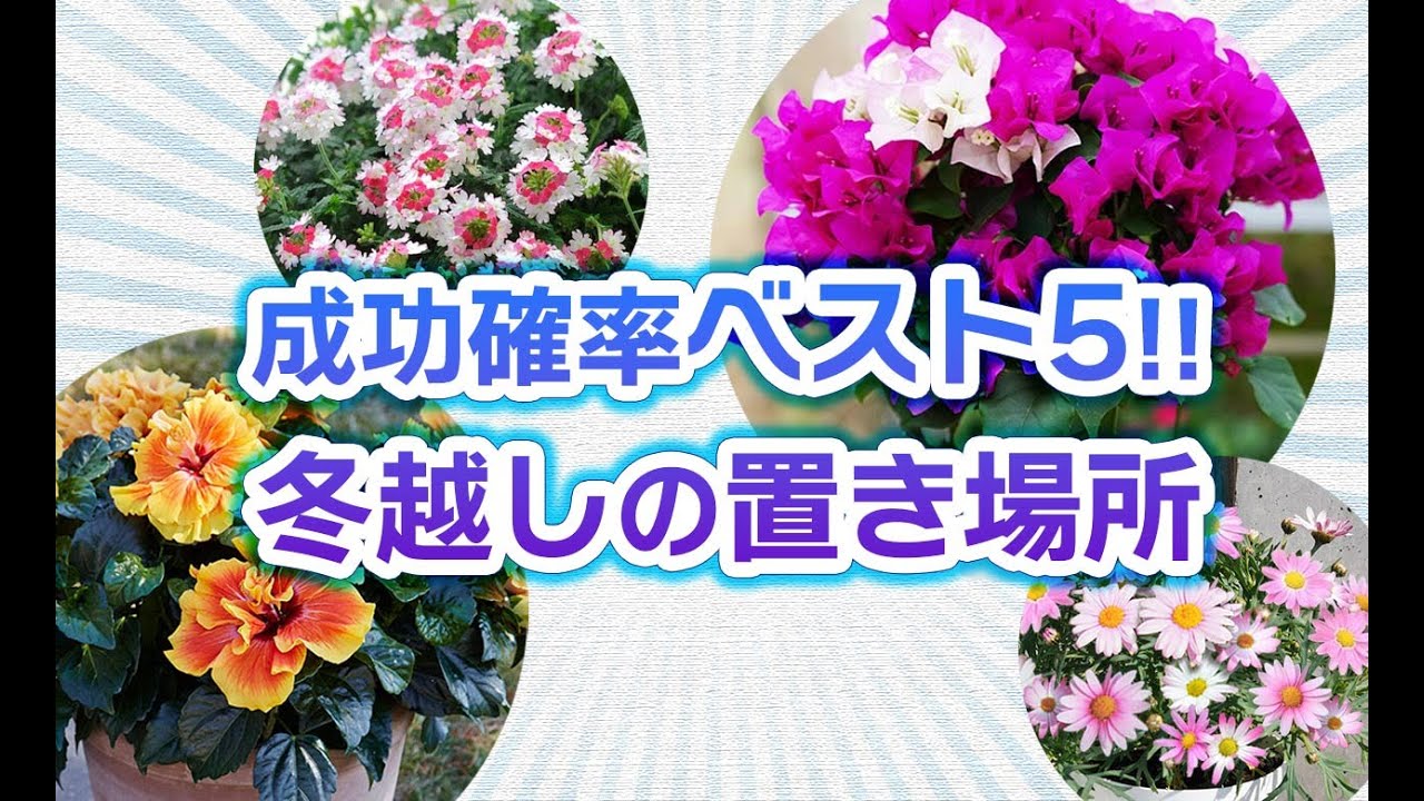 マーガレット、ハイビスカス、ブーゲンビレア、宿根バーベナなどの多年草！冬越しの置き場所！成功確率別ベスト5！