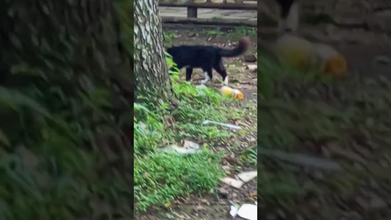 Kucing Jalanan