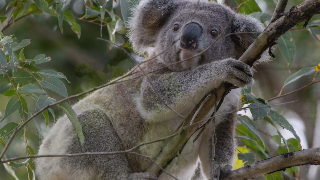 Yuno the koala spotted in the wild again
