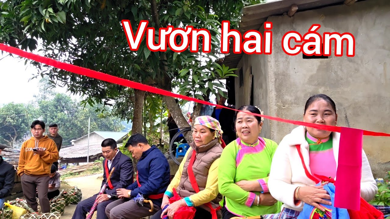 Hát Tiếng Giấy. đám cưới người giáy theo phong tục làng truyền thống mấy trăm năm? Vươn hai cám?.