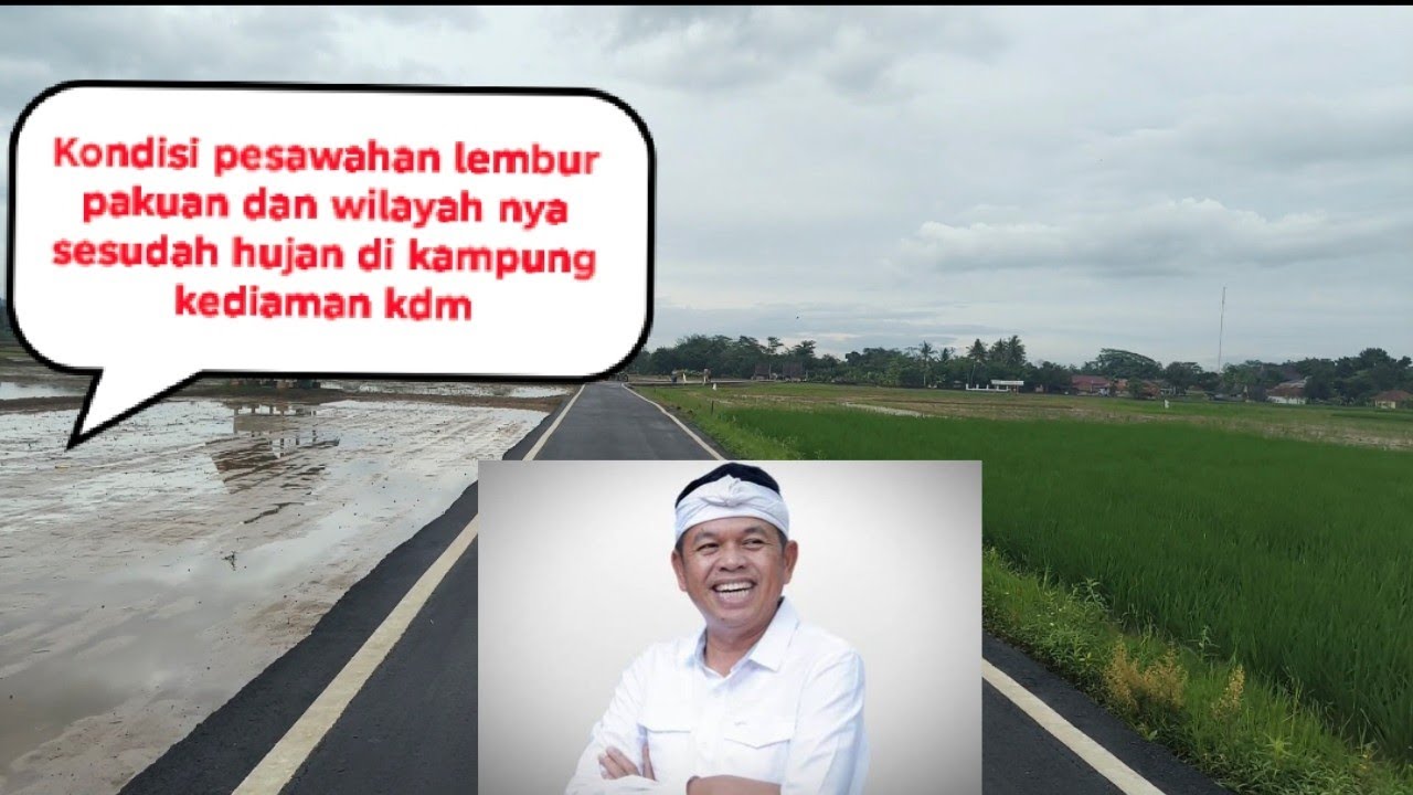 Kondisi pesawahan lembur pakuan dan wilayah nya sesudah hujan di kampung kediaman kdm 