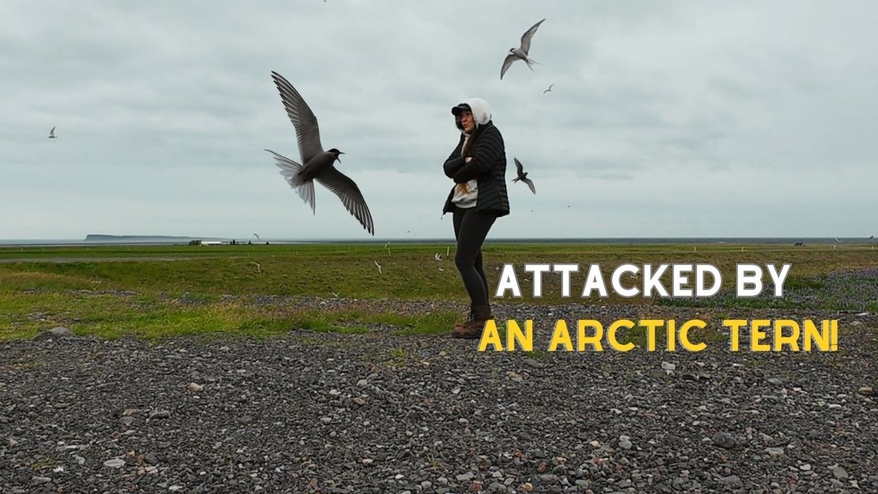 Meet Iceland's Most Aggressive Birds