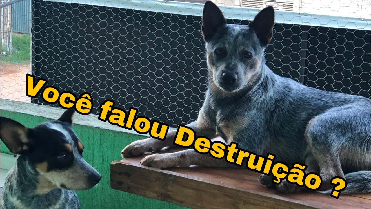 Blue Heeler(BoiadeiroAustraliano) Morando em apartamento da certo? Rasgaram meu sofá,são carinhosos?