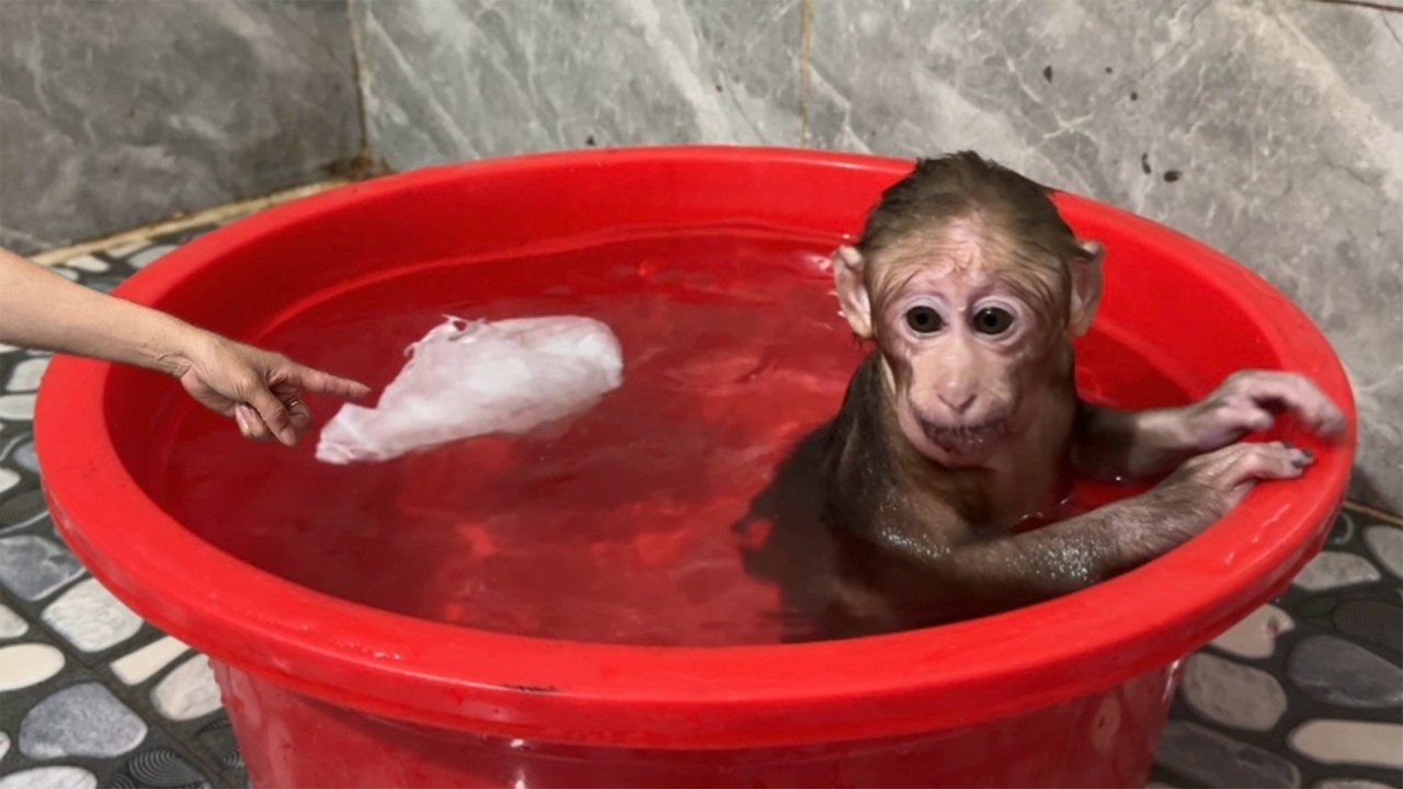 A Funny and Awkward Scene! Baby Monkey Gets Caught by Mom While Bathing