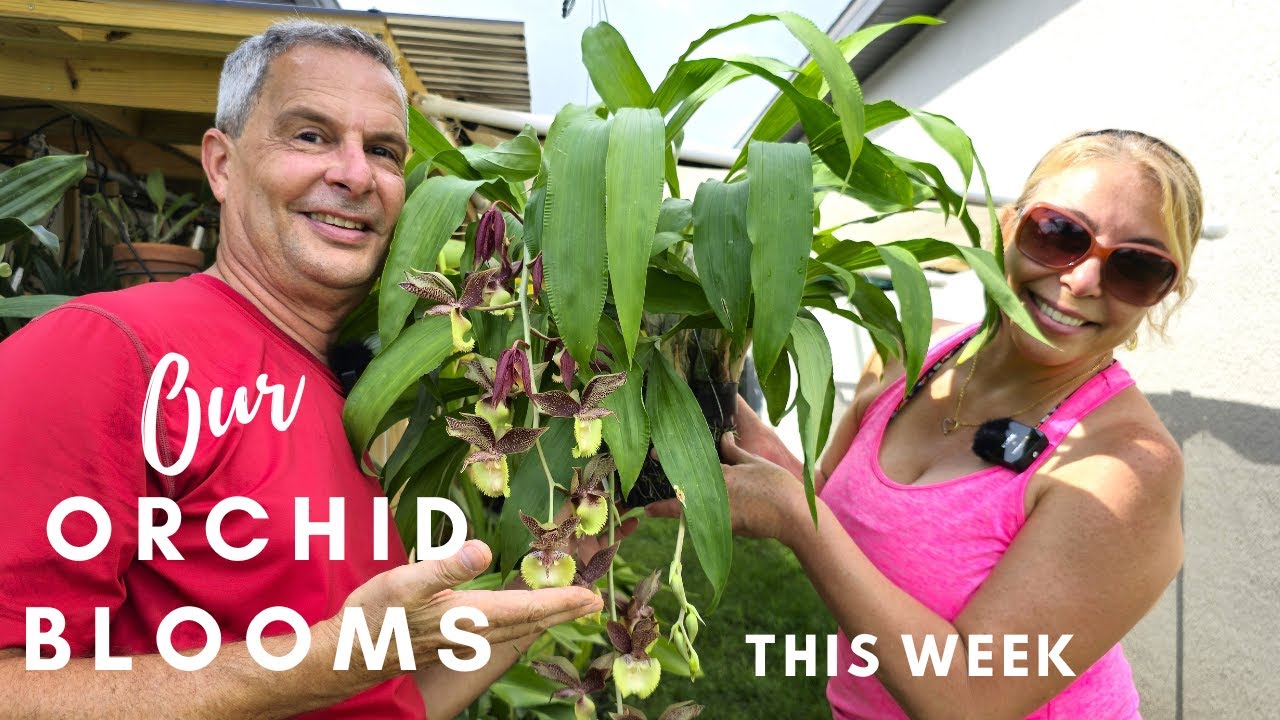 Our Orchid Blooms this week. Plus, the newest acquisitions.