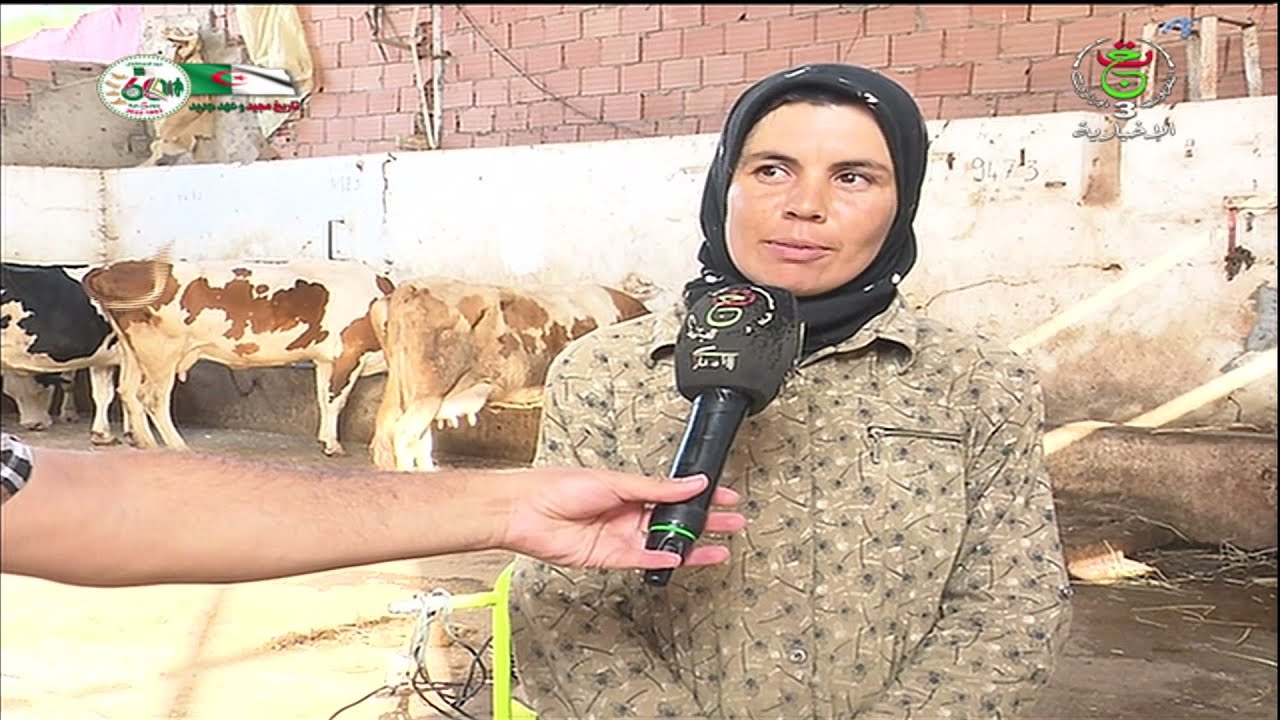 عين تموشنت : مقاولاتية ناجحة في مجال تربية الأبقار و إنتاج الحليب