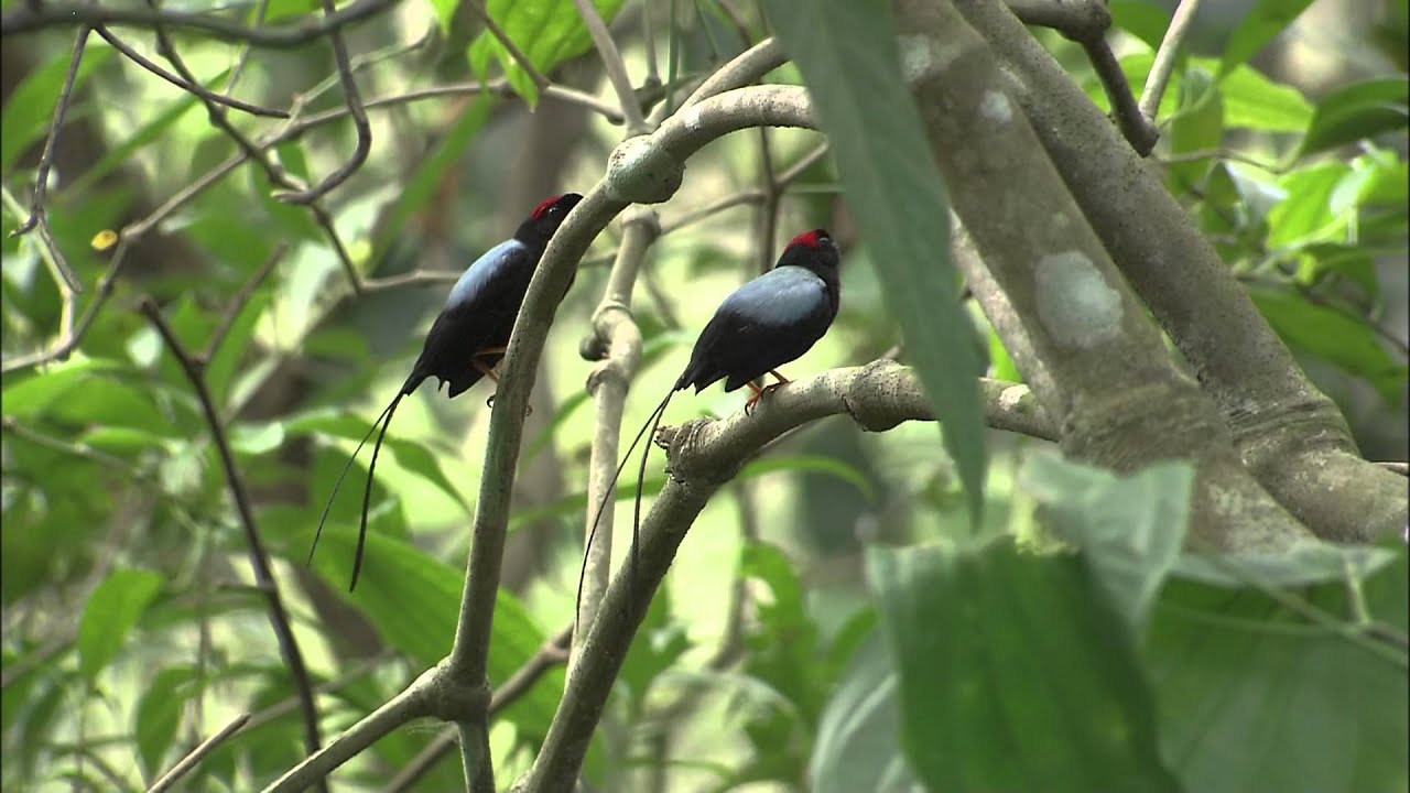 WILDLIFE: 世界の鳥たちの奇妙な繁殖行動 (HD)