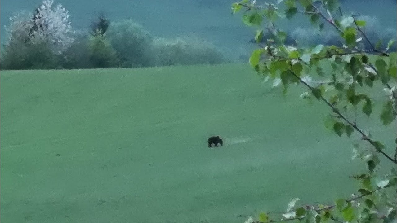 Stretnutie s medveďom, noc na posede