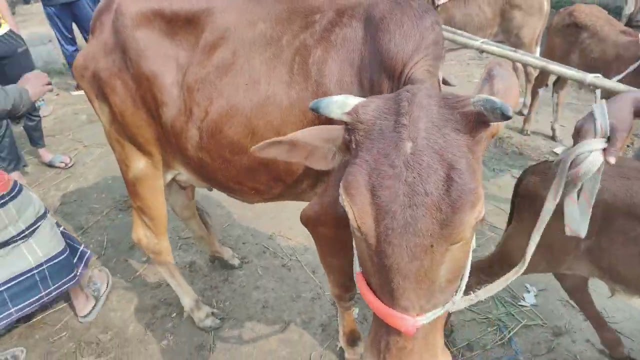 আমবাড়ি হাটে দুধের গাভী বাছুরের বাজার দর | নতুন খামার শুরু করবেন?