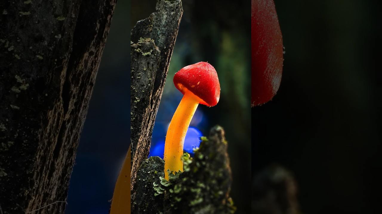 Light Up Macro Fungi 🍄 #macrophotographyideas #mushroom