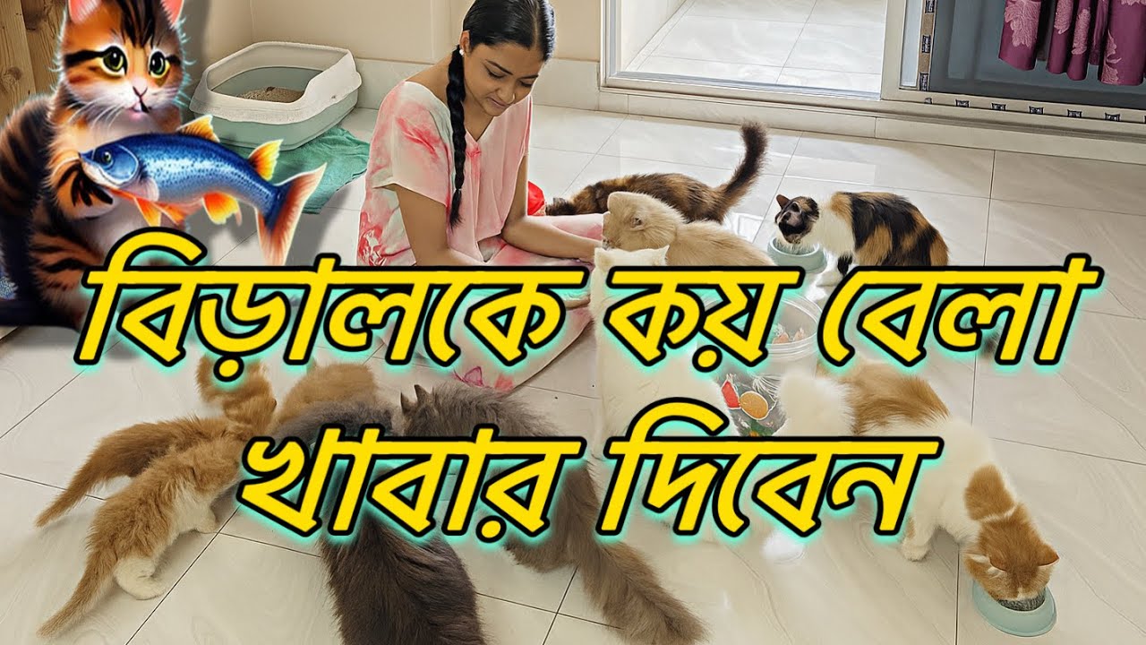 বিড়ালকে কয় বেলা খাবার দিবেন | বিড়ালকে কখন খাবার দিবেন | When to Feed a Persian Cat 