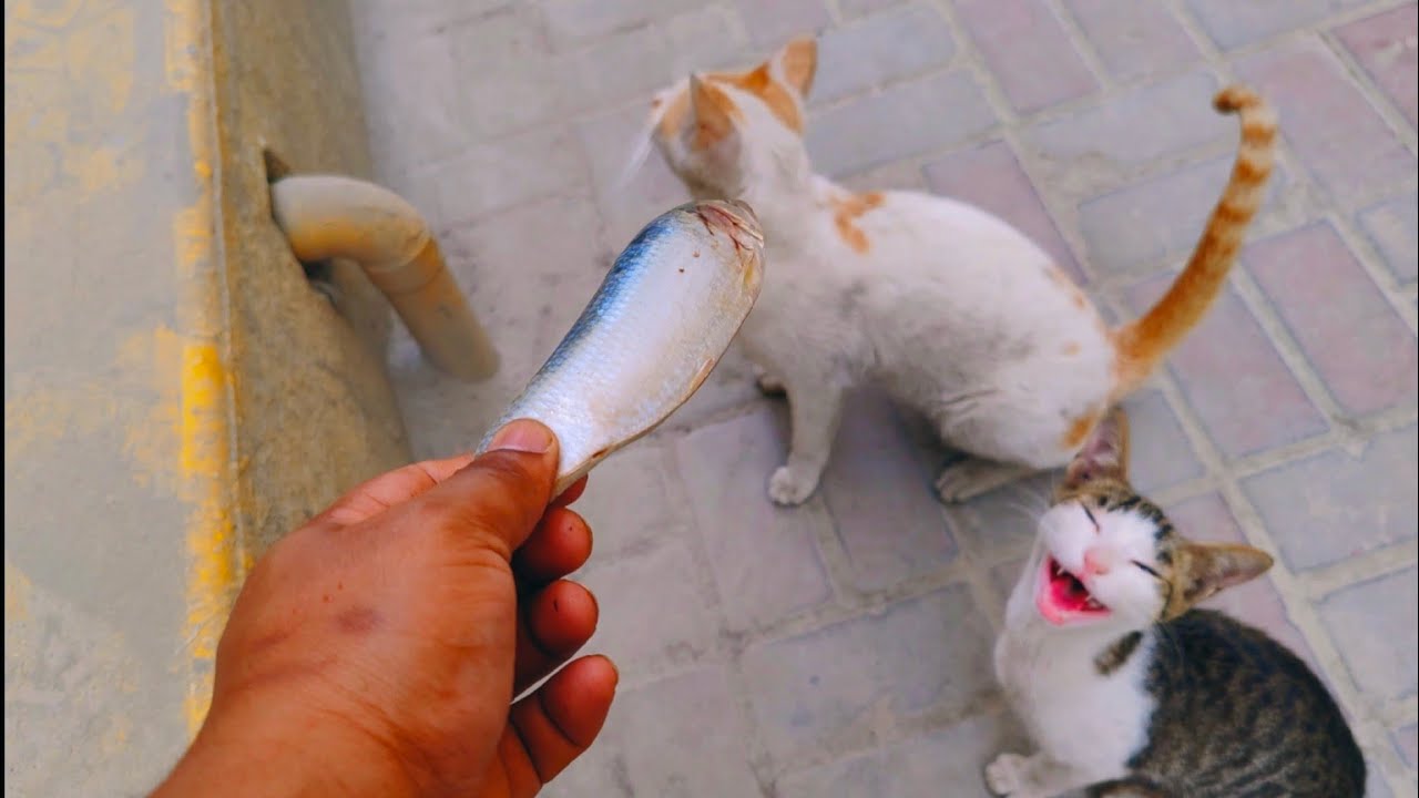 Stray cats Surviving 🇺🇸 🙀and walking towards to me🌿💓 & feeding fish to starving cat #streetcats#pet