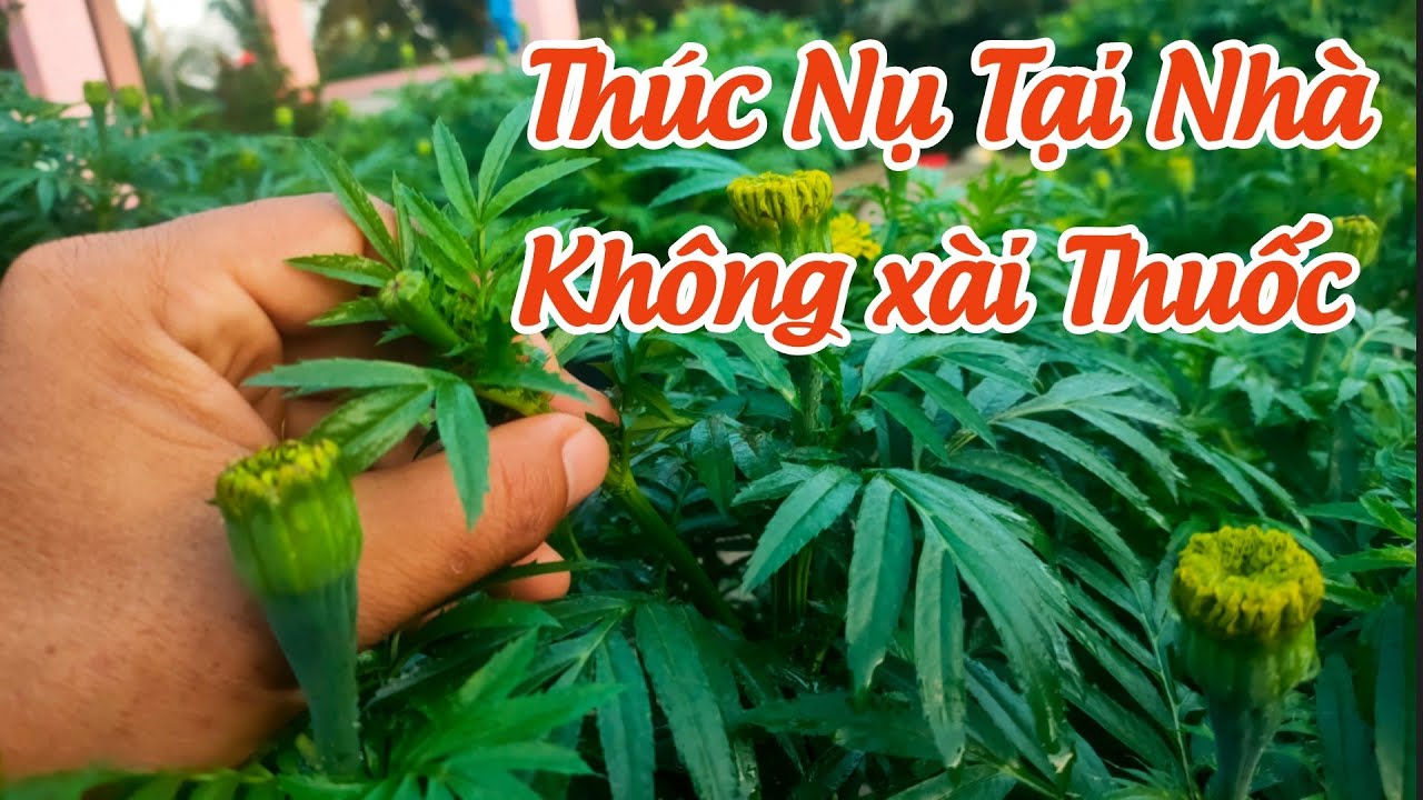 trồng vạn thọ tết - thúc nụ nhanh nhất tại nhà không xài thuốc