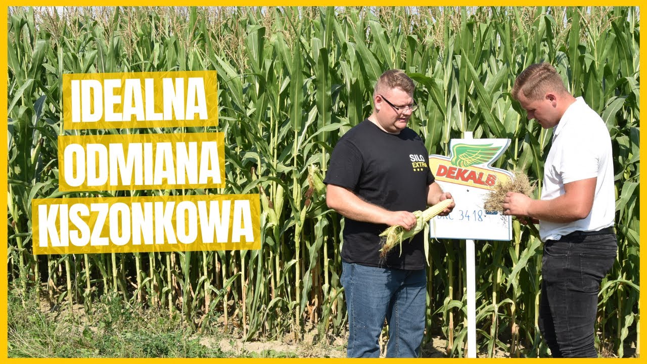 Kukurydza DKC 3418 oznacza zadowolone krowy i wysoką wydajność
