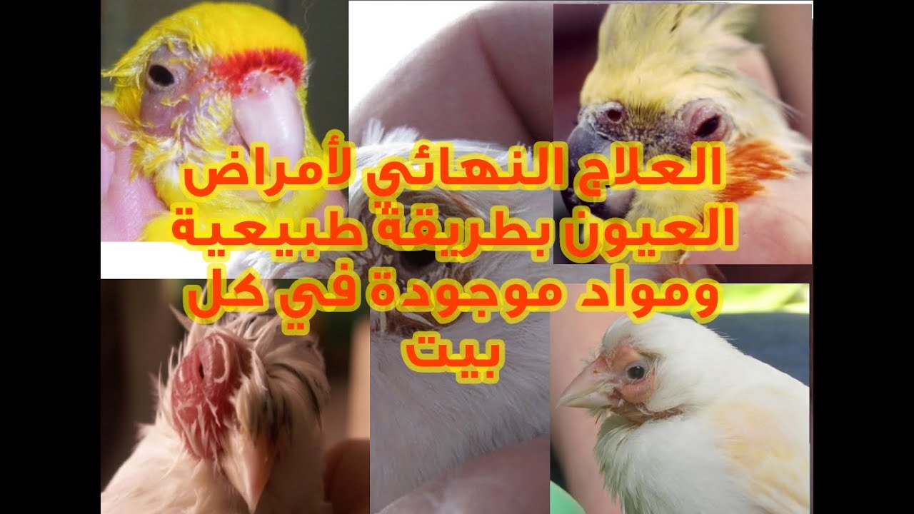 #علاج امراض العين عند الحسون والكناري وأغلبية الطيور