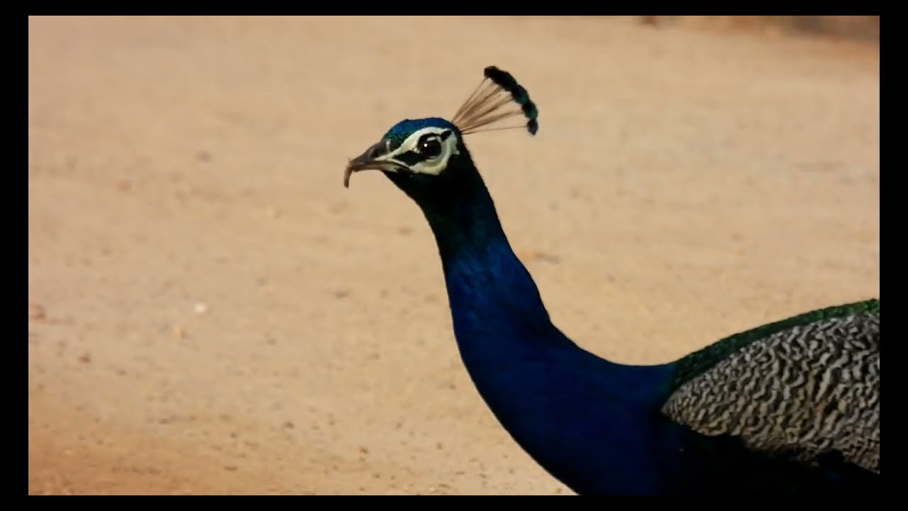 Nature’s Most Stunning Display: The Indian Peafowl 🦚