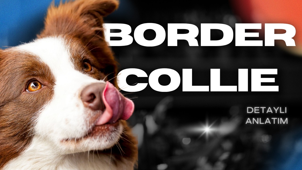 Border Collie Nasıl Bir Köpek? Irk Videosu. Çok Zor Mu? Tavsiye Ediyor Muyum? Enerjisini Atma vs.