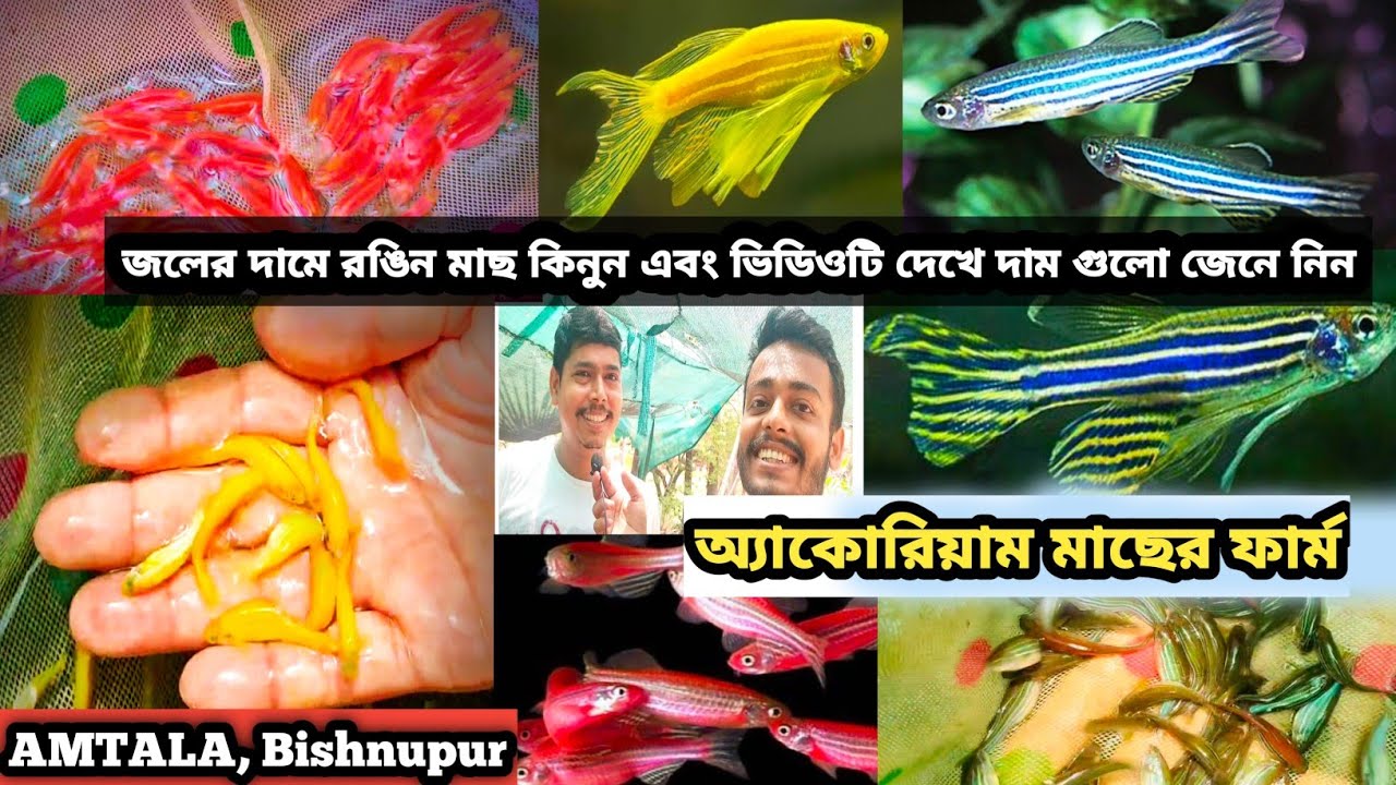 1 টাকা করে অ্যাকোরিয়ামের মাছ কিনে নিয়ে যান | ZEBRA FISH FARMING | AMTALA,BISHNUPUR FISH FARM🔥