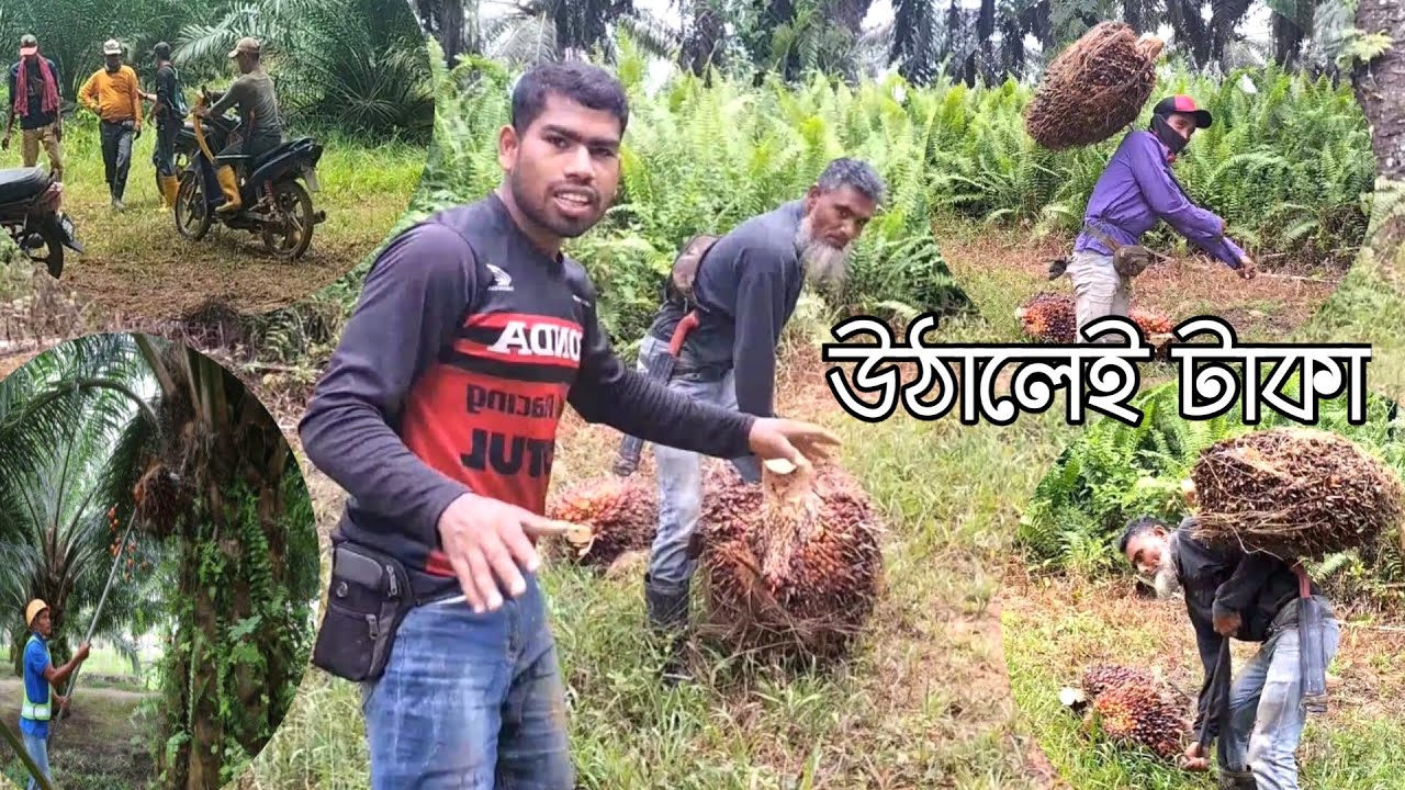 পাম বাগানের কাজ কষ্ট কেমন নিজের চোখে দেখুন | 70+kg ফল কাঁধে কিভাবে তুলে