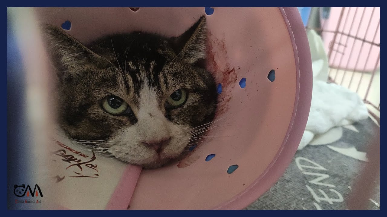 The cat pulled out its fingernails to fight the volunteers.