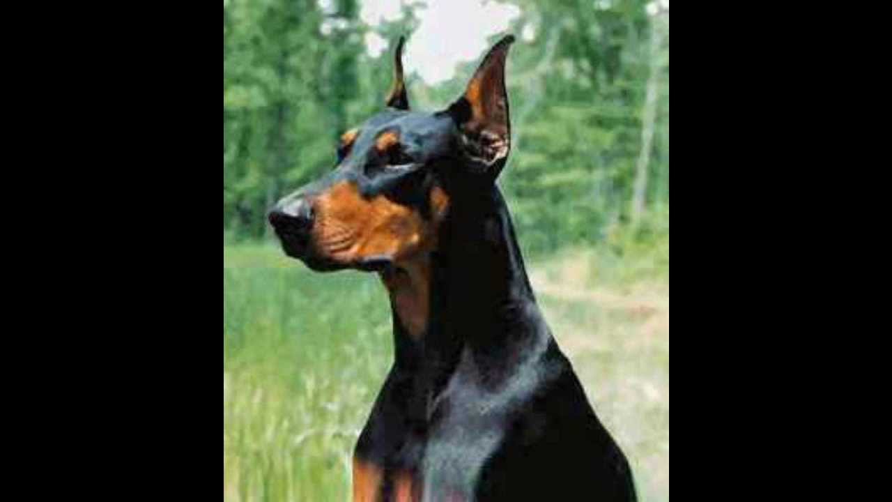 Top 10 - Los Mejores Perros Guardianes