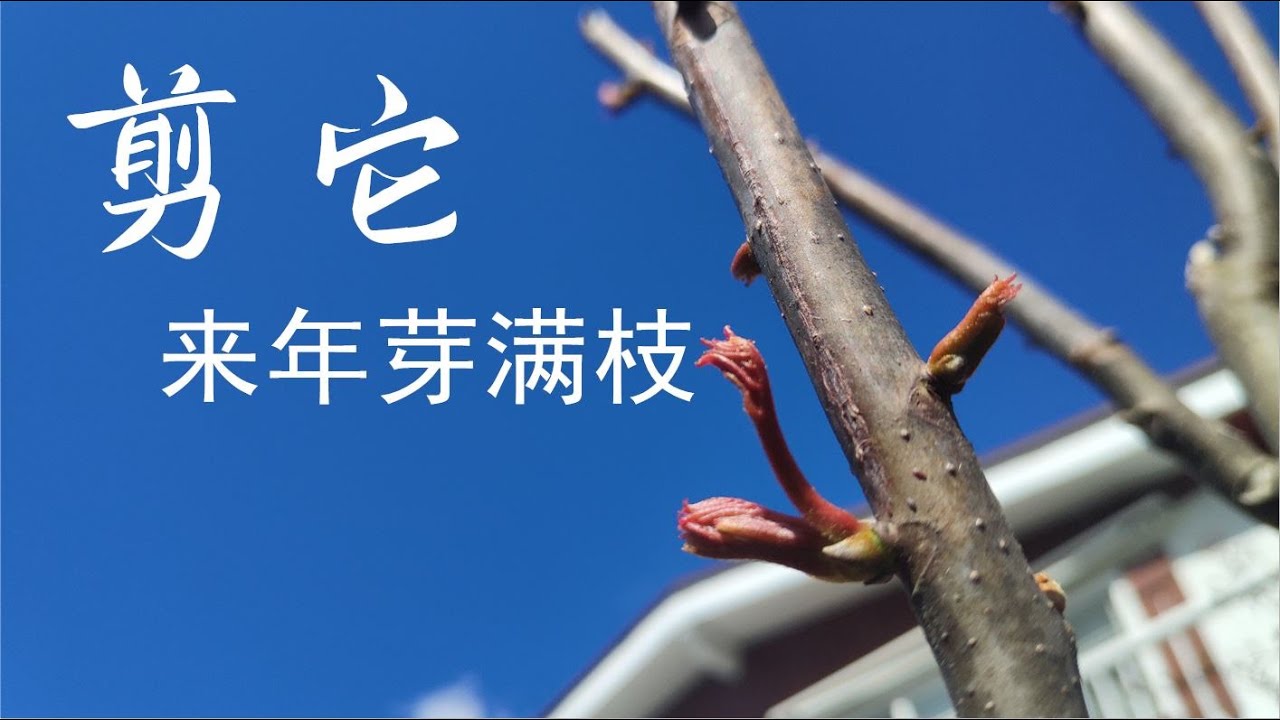 我這样修剪香椿樹，來年滿枝芽，简單又不可缺（冬春如何修剪香椿樹） / 冬春如何修剪香椿树