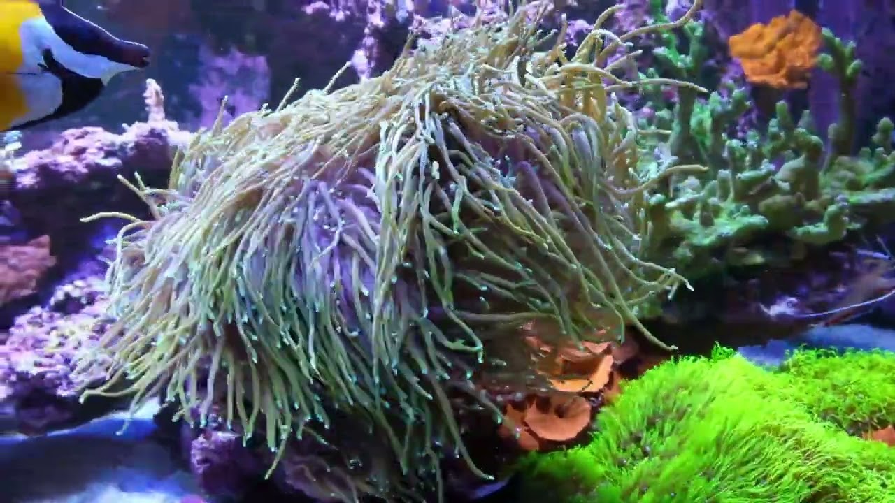 Dragon Soul Torch Aug-2024