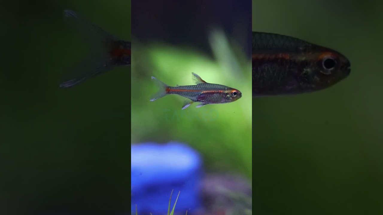 Glow Light Tetra — всё, что вам нужно знать | TANKED IND