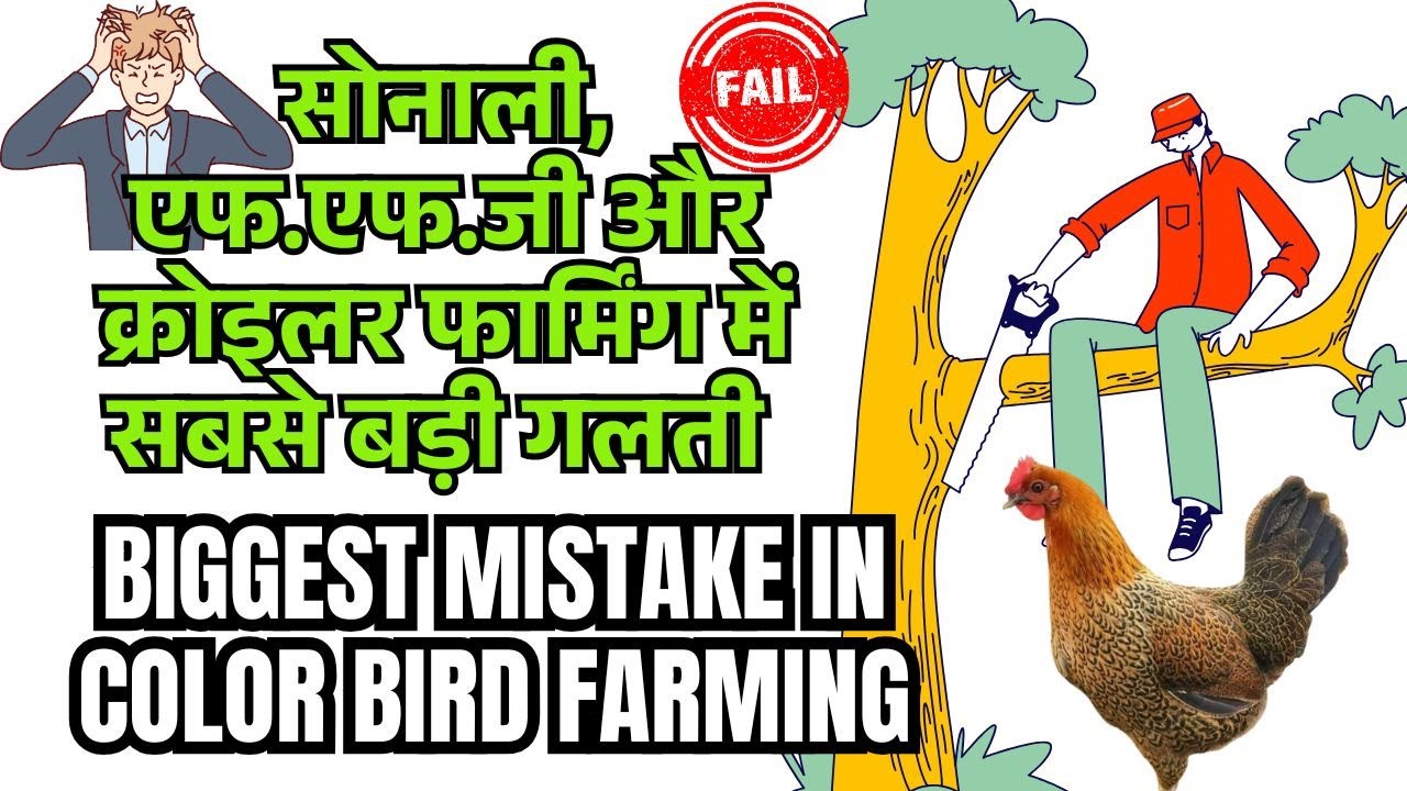 Biggest Mistake in Sonali, FFG Farming | कलर बर्ड फार्मिंग में सबसे बड़ी गलती Ali Veterinary Wisdom