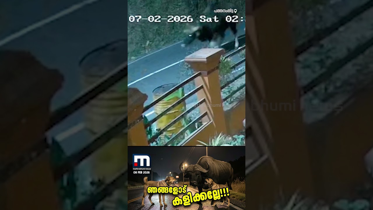 ഞങ്ങളോട് കളിക്കല്ലേ പോത്തേ...; നാട്ടിലിറങ്ങിയ കാട്ടുപോത്തിനെ വിരട്ടിയോടിച്ച് തെരുവുനായകൾ