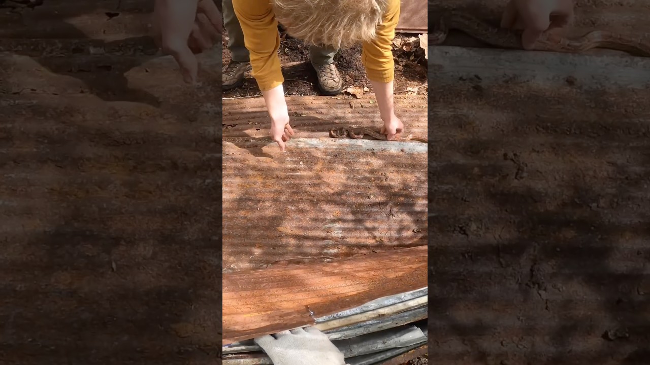Five different snakes in one stack of tin !! #herping #snakes #nature #fyp #explorepage
